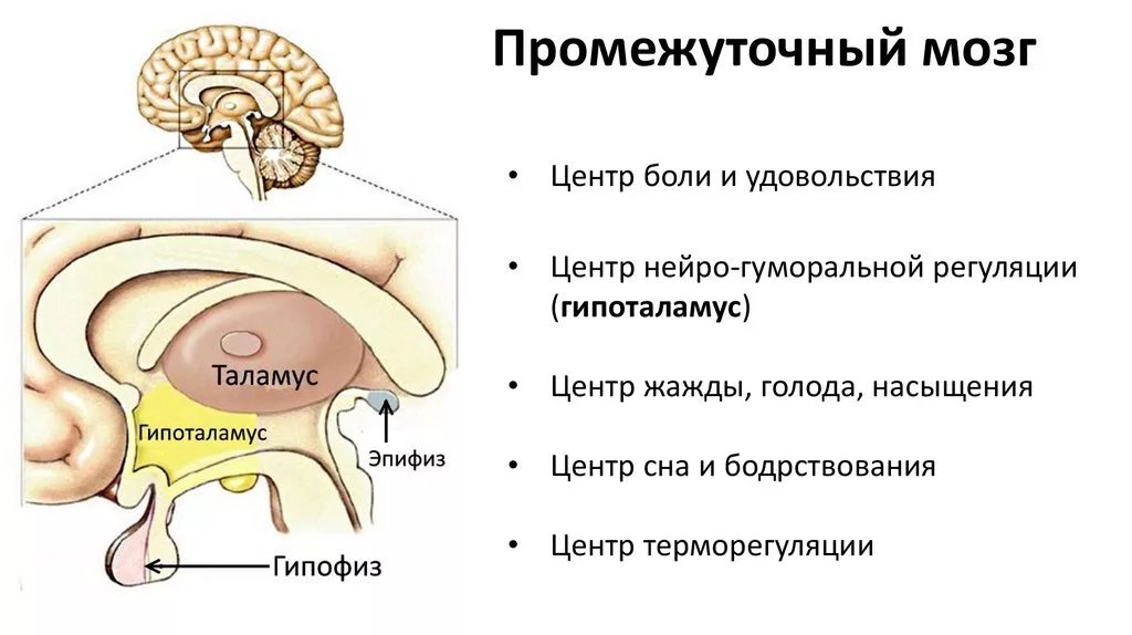 Содержит центры теплорегуляции голода и насыщения жажды. Схема строения промежуточного мозга. Головной мозг промежуточный мозг строение и функции. Промежуточный мозг отделы и функции. Промежуточный мозг отделы промежуточного мозга строение.