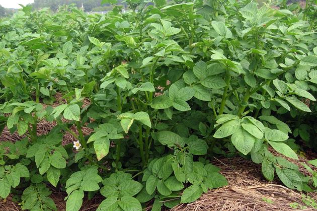 5 важных действий в августе для увеличения урожая картофеля