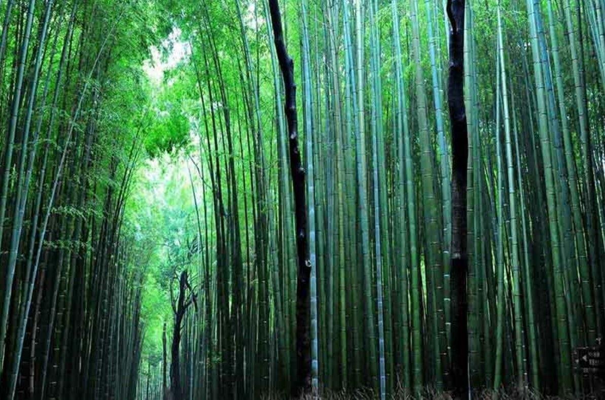 Долина заросшая лесом. Хэйчжу Долина чёрного бамбука. Лощина черного бамбука Китай. Китайский Хэйчжу, “Долина чёрного бамбука”.. Долина Хэйчжу в Китае.