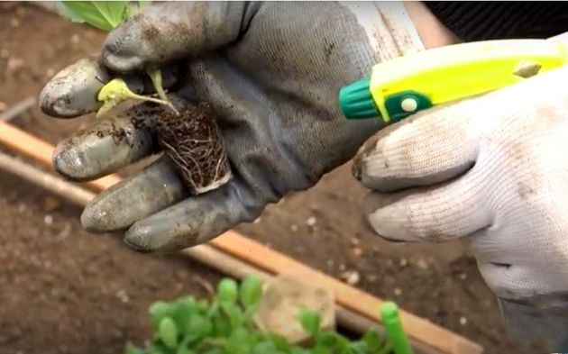 Несколько простых действий перед посадкой капусты, которые обеспечат отличным урожаем сочных и крупных кочанов