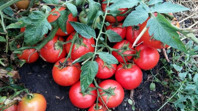 Популярная дачная подкормка, которая увеличивает урожайность томатов в несколько раз и придает им сахаристый вкус