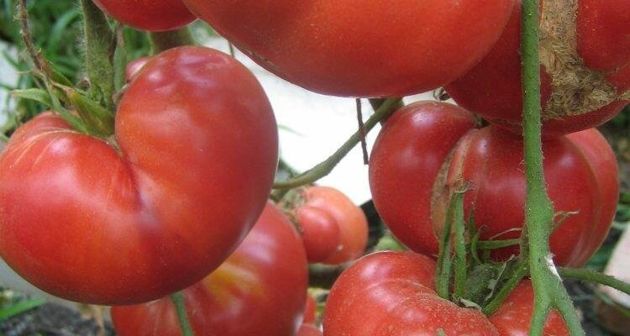 Сорта томатов, от которых огородники в восторге
