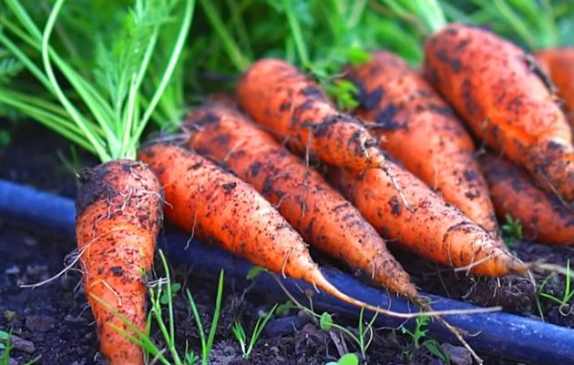 Иметь превосходный урожай моркови ежегодно просто: всё о грамотном уходе за морковкой в августе