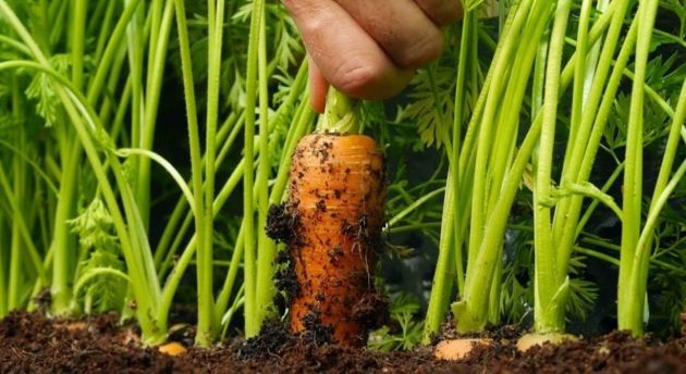 Подкормка моркови в июле, чтобы росла крупная, сочная и сладкая
