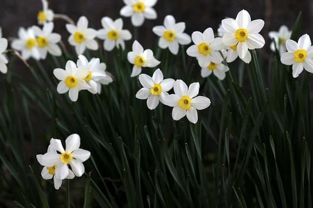 Нарциссы: правильный уход весной из 5 пунктов и цветы непременно одарят роскошным цветением