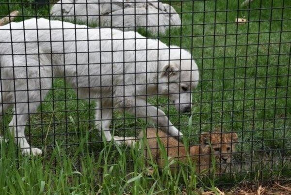 Источник изображения: zooborns.com / Idaho falls zoo