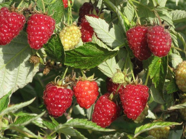 Подкормка и обработка малины нашатырем, которая позволит увеличить урожай ягод в 2 раза