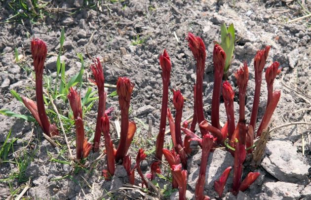 Чем подкормить пионы весной для хорошего роста и пышного цветения