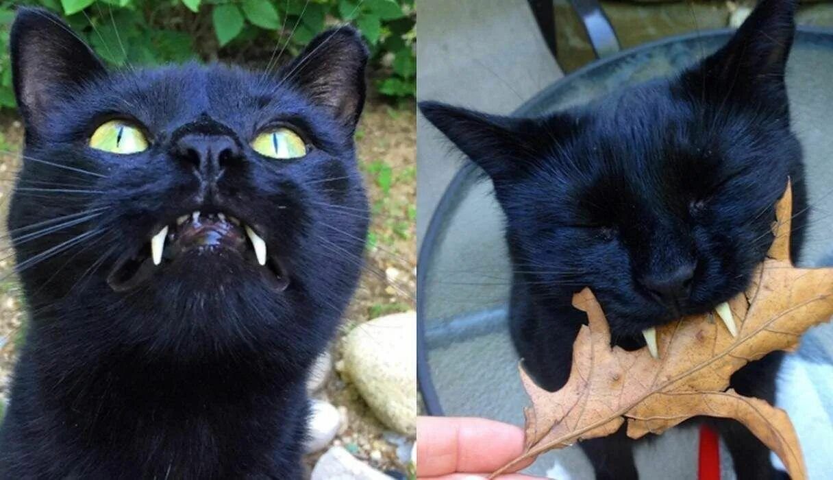 Кот оказался вампиром. Кот вампир Монк. Кошка с большими клыками.