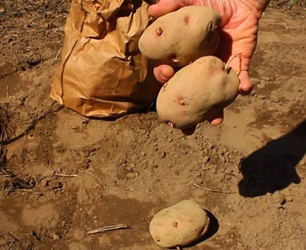 Замачивание картошки в 1 натуральном средстве перед посадкой всегда обеспечивает обильный урожай