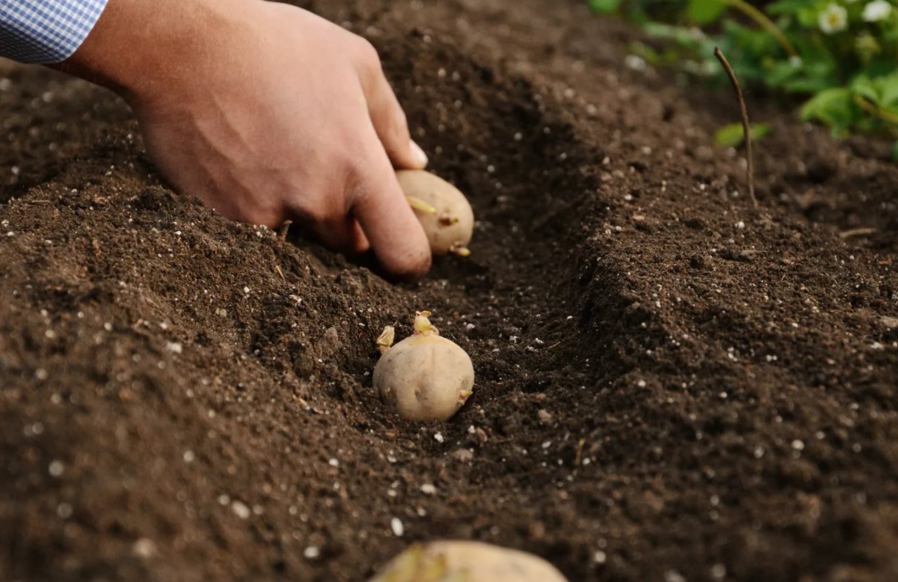 Дни мая для картофеля. Посадка картофеля. Сажание картошки. Посев картошки. Сажать картошку.