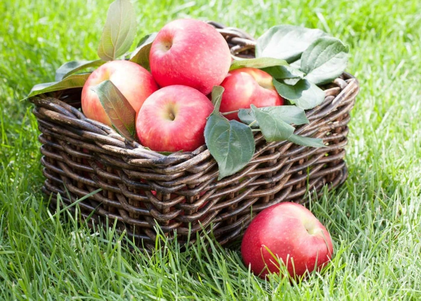 Для лучшего хранения яблок. Корзинка с яблоками. Урожай яблок. Корзина со спелыми яблоками. Корзина с яблоками в саду.