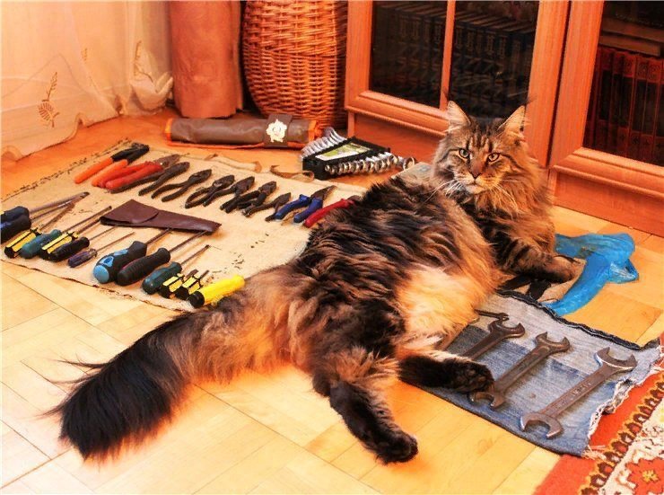 Кот ремонт. Котик ремонт. Кошечка ремонтирует. Кот Строитель. Кот делает ремонт.