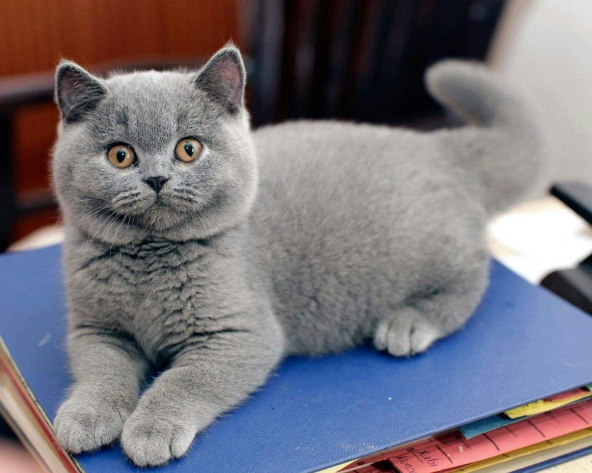 Фотографии породы британских кошек. Британская короткошёрстная кошка. Британская короткошёрстная British Shorthair. Порода Бритиш Шортхэйр. Британский короткошерстный кот серый.