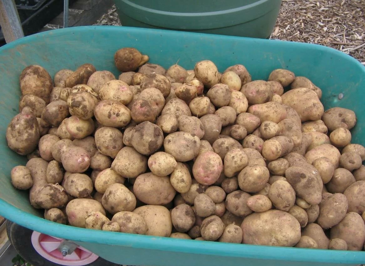 Куча картошки. Картофель. Мелкая картошка. Крупная картошка. Огород с мелкой картошки.