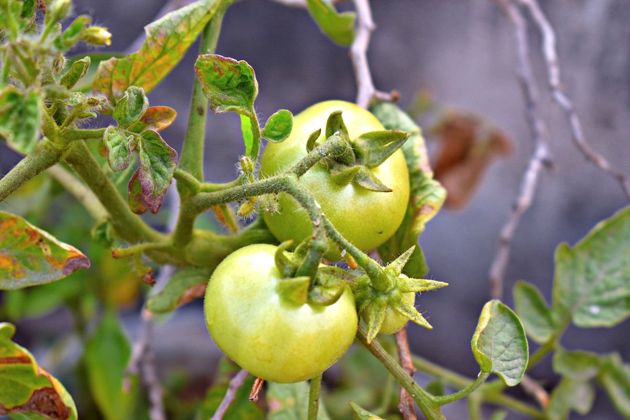 Что нужно делать, чтобы снизить риск заболеваний томатов фитофторой. Как избавить томаты от злостного врага