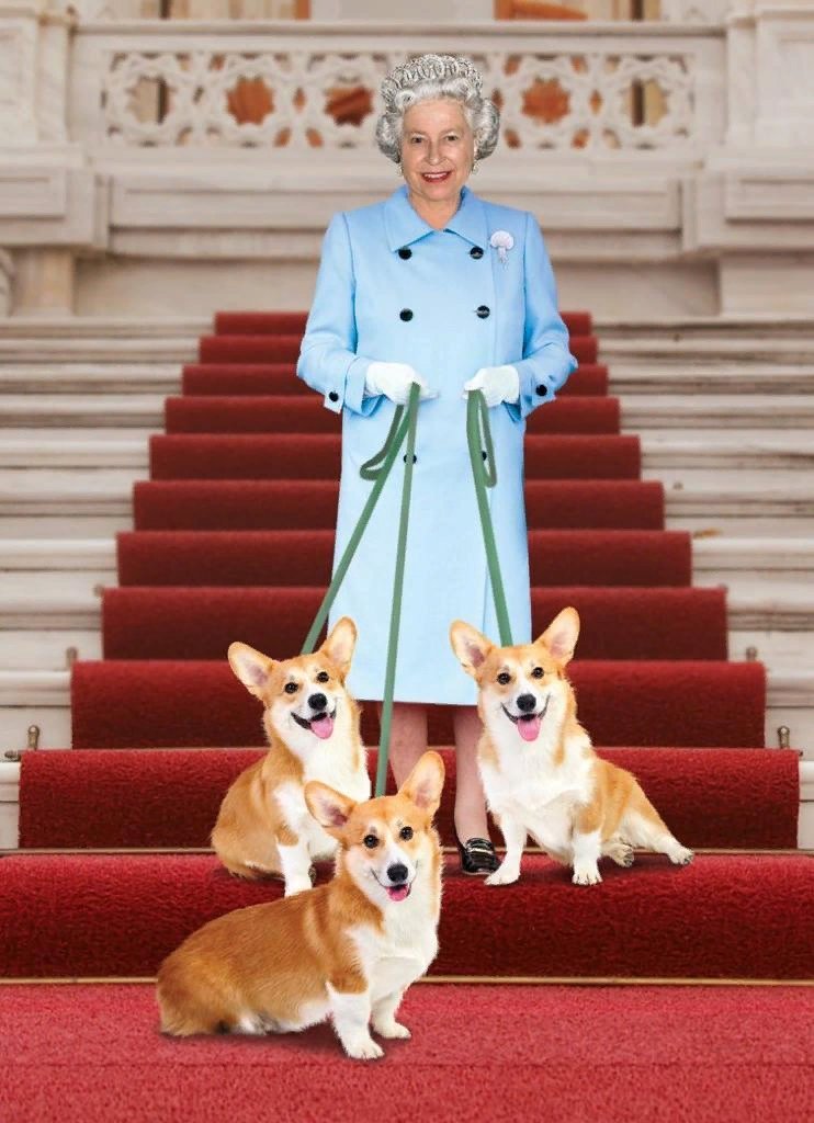 Руководство по воспитанию королевской собаки. Корги королевы Елизаветы 2. Королевский вельш корги. Вельш корги пемброк.