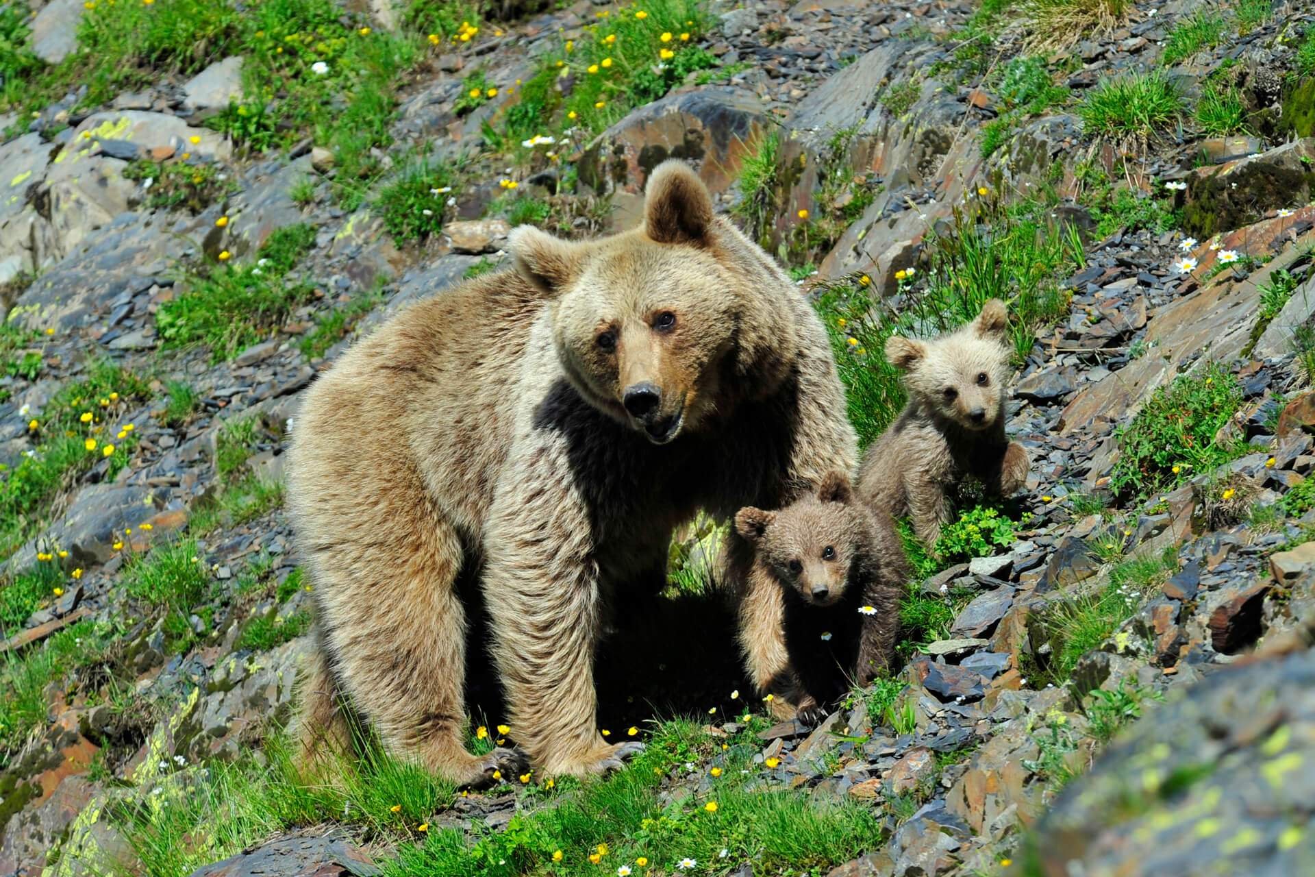Животные белорецка. Гобийский бурый медведь. Сочинский национальный парк бурый медведь. Бурый медведь кавказский заповедник. Сайлюгемский бурый медведь.