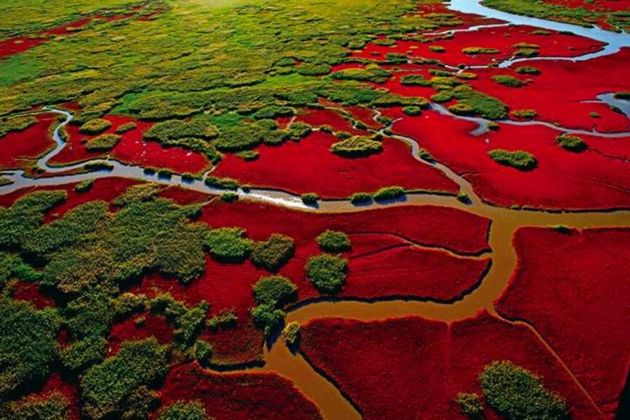 Красный пляж Паньцзинь, цвет которого – самый насыщенный в мире