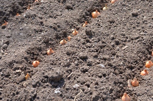 Тонкости посадки лука-севка весной, которые помогут избежать болезней и получить отменный урожай