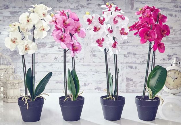 Как и когда правильно пересадить орхидею?