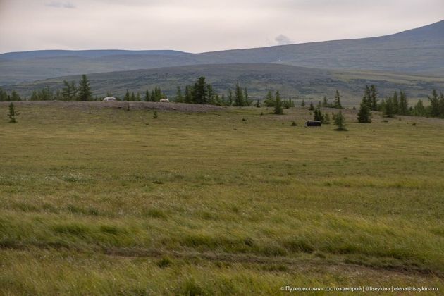 Зачем оленеводы на Ямале оставляют палки в тундре и что с ними делают потом