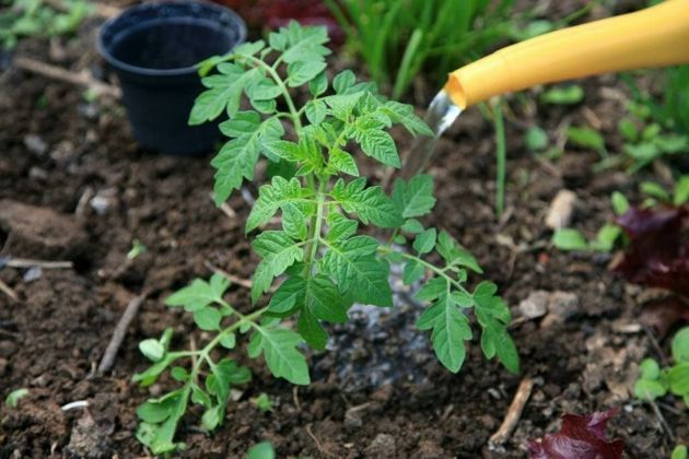 Как вырастить крепкую здоровую рассаду томатов и получить достойный урожай