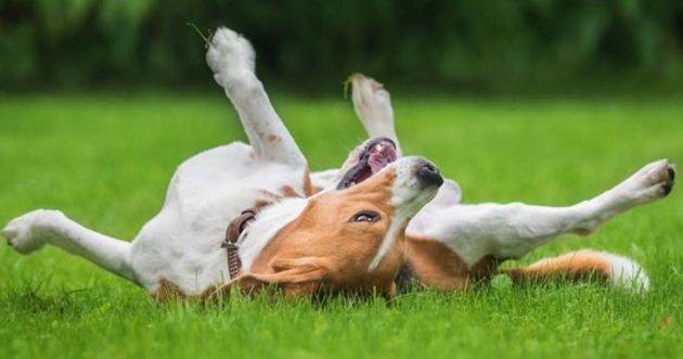 5 советов по благоустройству двора для собак на дачном участке