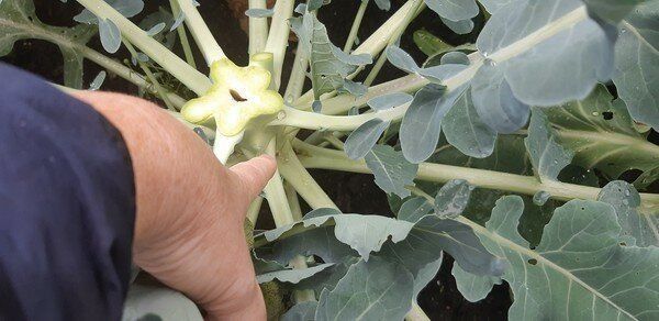 Хитрый дачный приём, который нужно применить, чтобы вырастить до 5 раз больше капусты брокколи или цветной на одном кусте