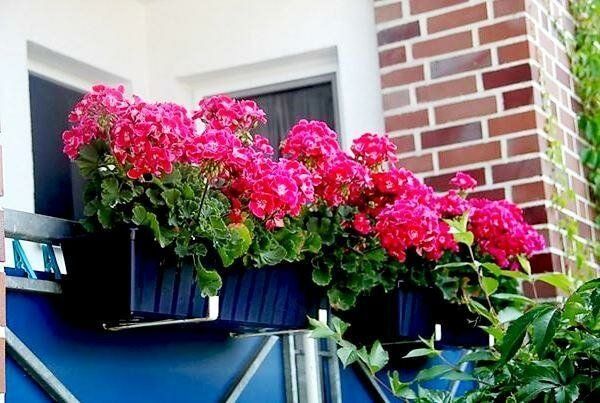 ТОП неприхотливых и красивых цветов для балкона и лоджии