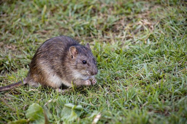 Дачная хитрость: как запросто избавиться от крыс и мышей на дачном участке навсегда