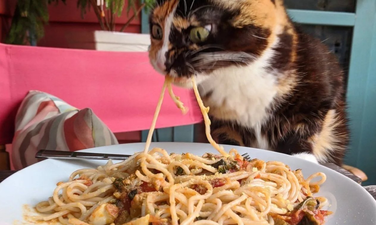 Украсть со стола. Кот крадет еду. Кот ворует еду. Животные и еда. Кот и макароны.