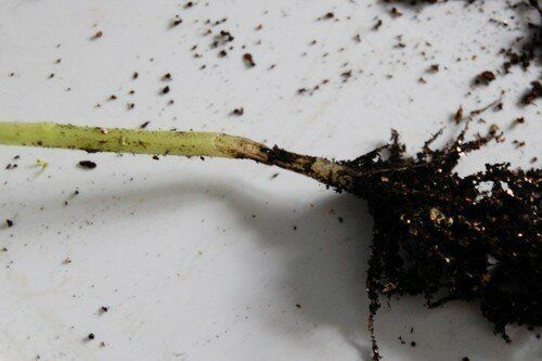 Что делать, если на рассаду напала «Черная ножка». Главные правила спасения растений
