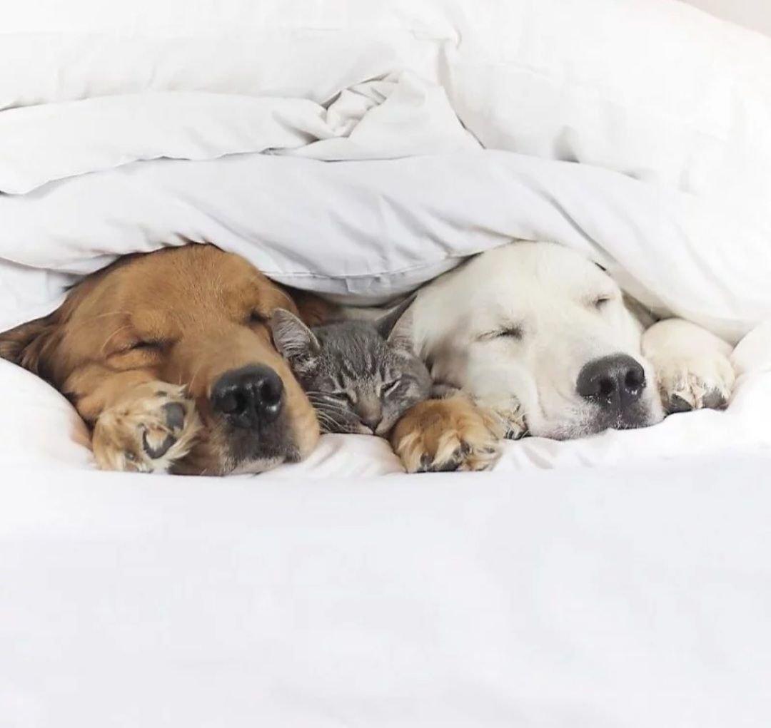 Собаки вместе спят. Собака в постели. Сон животных.