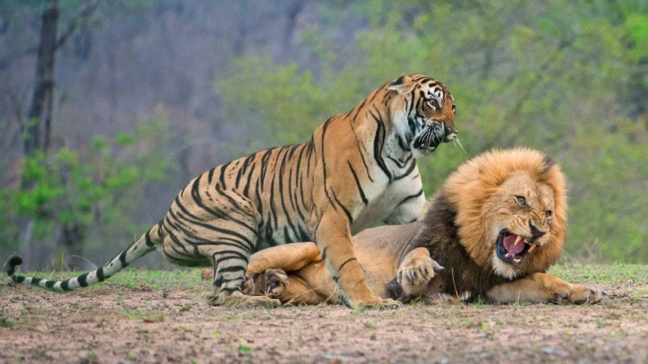 Рингтон что за лев этот тигр