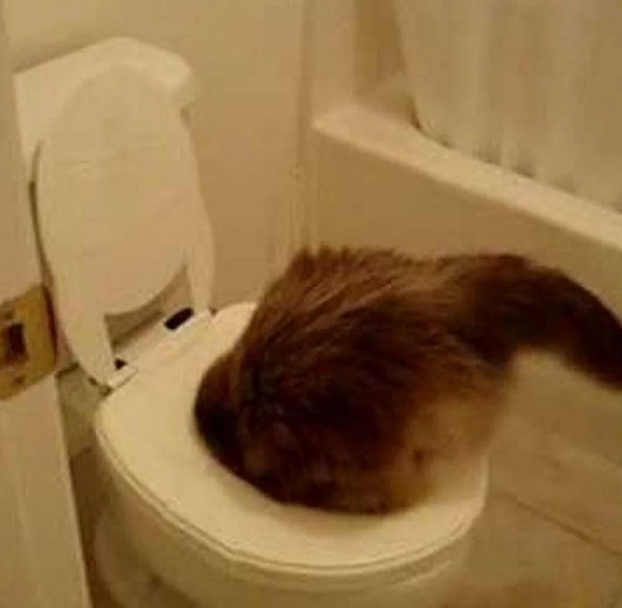 Люди какают какашками. Кот в туалете. Смешные котики в унитазе.