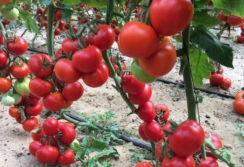Обзор томатов с огромными гроздьями плодов