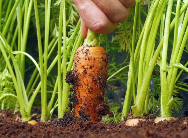 Подкормка моркови в июне-июле для крупных и сладких корнеплодов