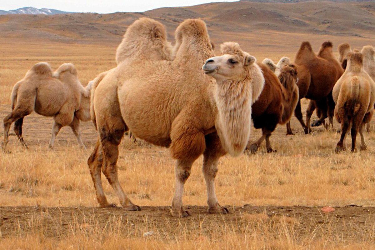Верблюд в тундре. Калмыцкий двугорбый верблюд. Бактриан - двугорбый монгольский верблюд Монголия. Бактрийский верблюд. Бактриан верблюд Калмыкия.
