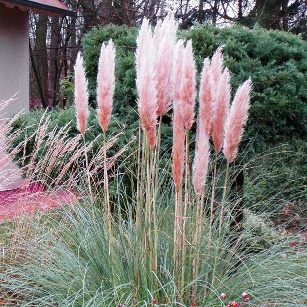Кортадерия — декоративный злак, пампасная трава ландшафтного дизайна
