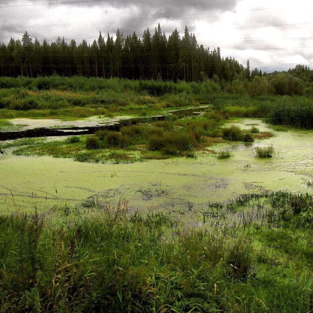 Крупная болотная. Должинское болото. Тюгурюкское болото. Красковское болото Валдай.