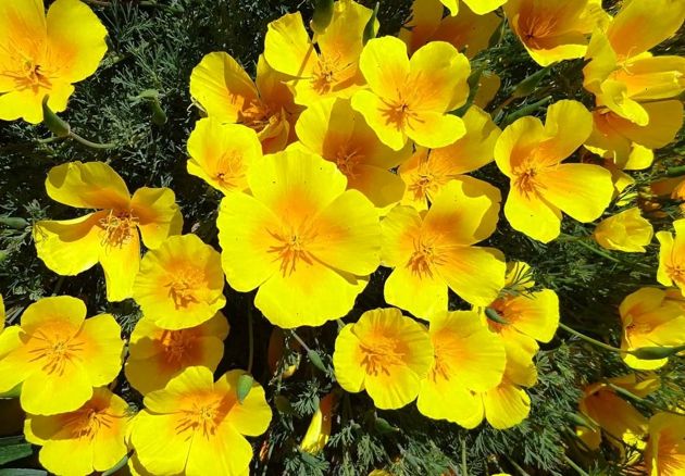 6 неприхотливых цветов, которые легко вытеснят любые сорняки на клумбах или в саду