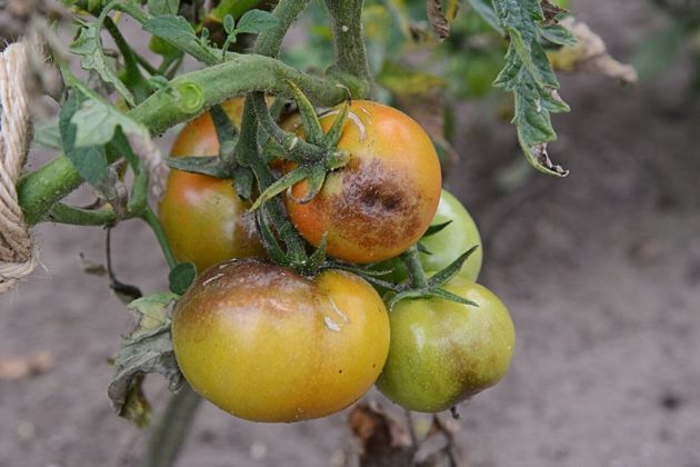 Как выращивать томаты без фитофторы