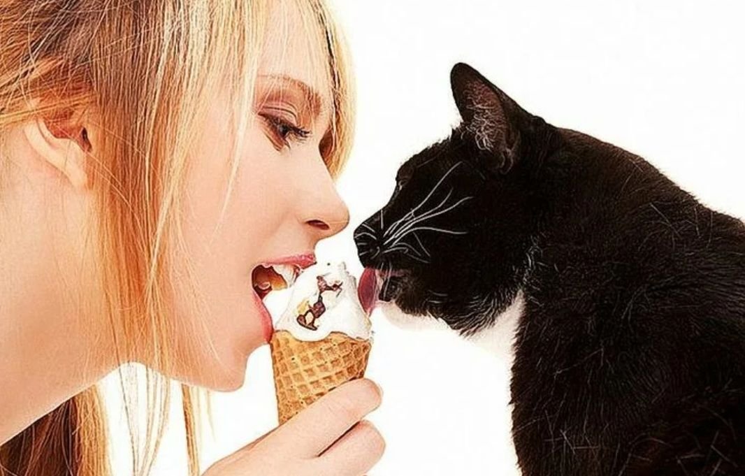 Девушка рассказывает как лизала девушки. Девушка со сладостями. Кошка мороженое. Девушка и мороженое. Девушка кушает с котом.