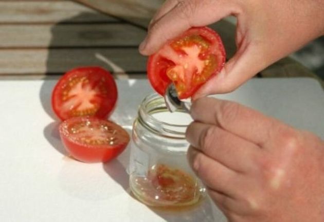 Как правильно собрать семена с томатов