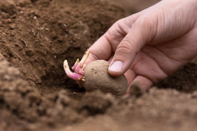 Чем заправить лунки при посадке картофеля, чтобы собирать богатый урожай