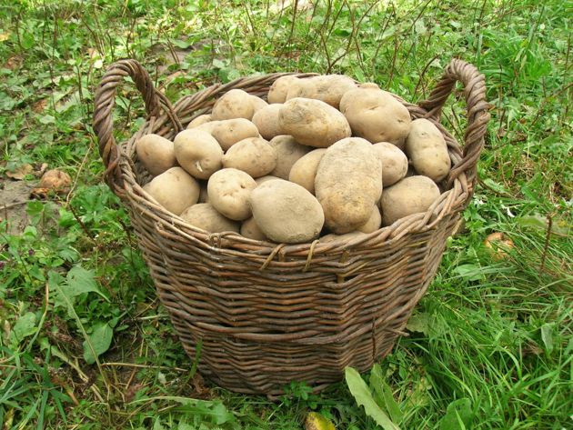 Как ускорить созревание картофеля
