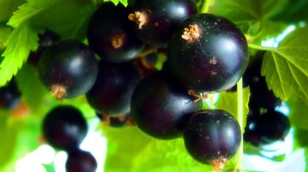 В августе пора сделать важнейшую подкормку черной смородины для шикарного плодоношения в следующем Году