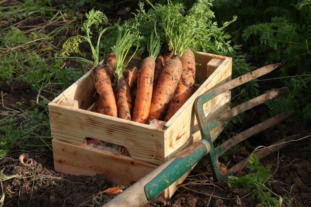 Когда выкапывать морковь: основные признаки зрелости