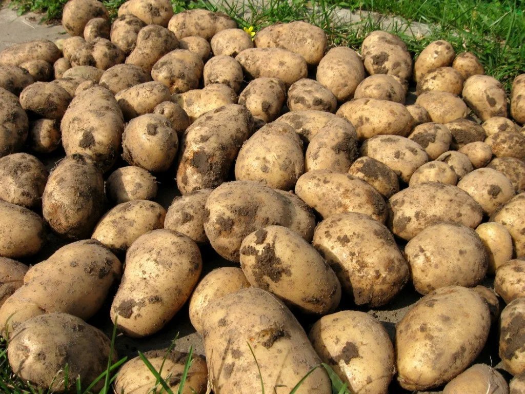 Первый урожай картофеля. Картофель сорт Гулливер. Сорт картошки Гулливер. Урожай картошки. Крупная картошка.